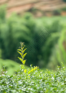武夷山风光茶叶背景图片