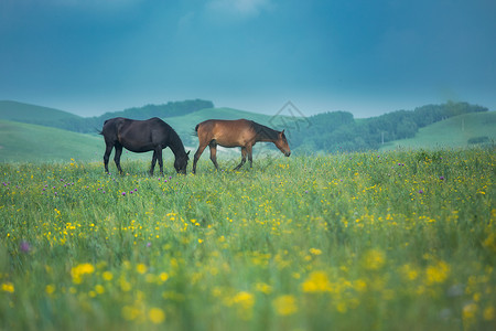 草原马风景马拉诺高清图片