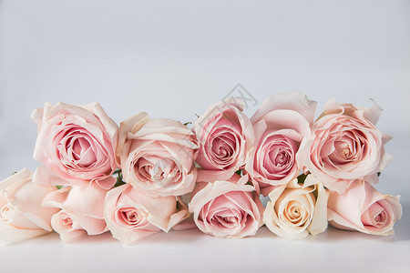 白底粉色玫瑰花背景图片