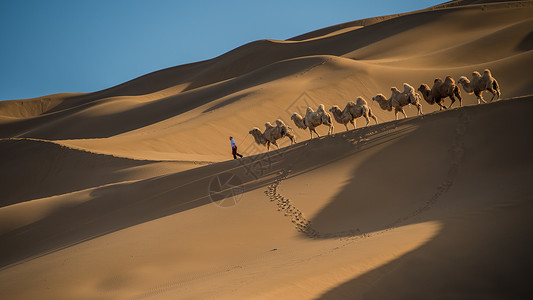 沙漠驼铃阳光西欧民高清图片
