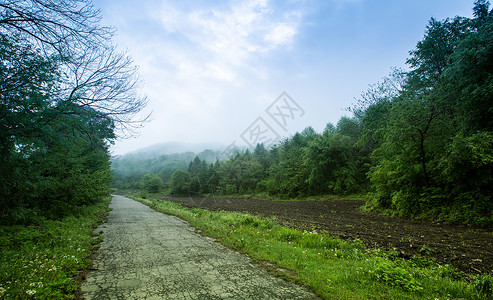 乡间野花乡间背景