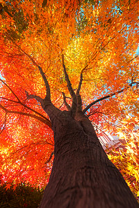 大树唯美色彩斑斓秋天的大树背景