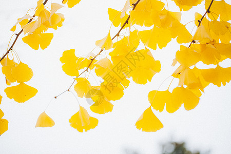 植物树叶装饰金秋银杏叶背景