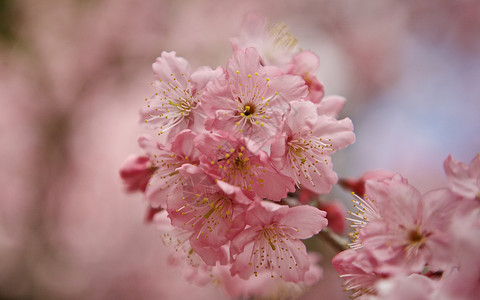 台湾冬天的樱花图片