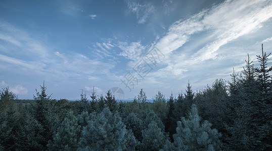 长白山脚林海背景图片