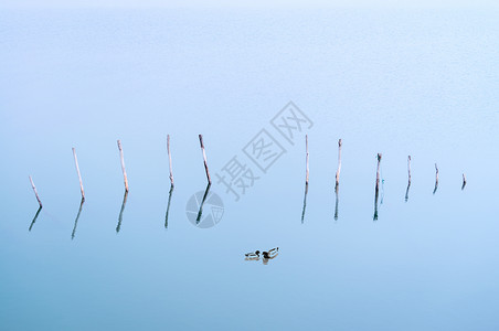 蓝色抽象线条几何流体渐变蓝色湖面上的一对鸳鸯背景