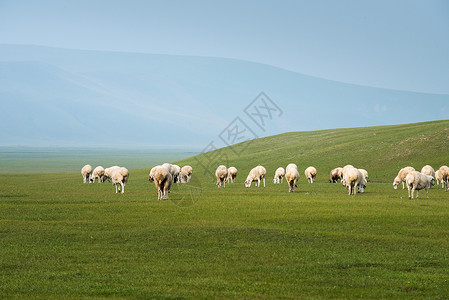 自然绿色绿地草原上吃草的羊群背景