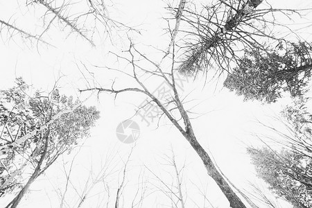 冬日的树木图片