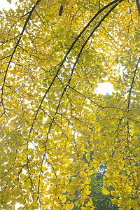 秋冬的黄色银杏 图片