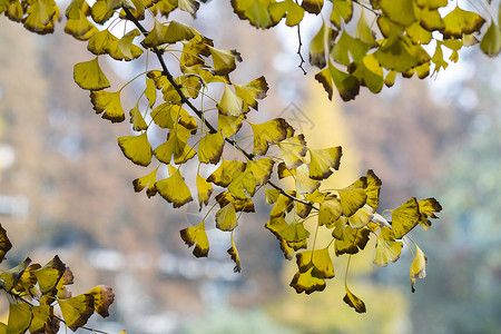 秋冬的黄色银杏背景图片