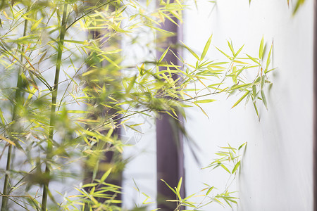 竹树元素中国风竹子的意境背景