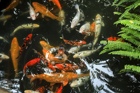 中国元素锦鲤鱼背景图片