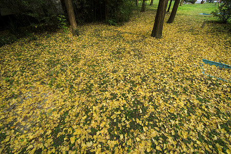秋冬的黄色银杏非常美丽 背景图片