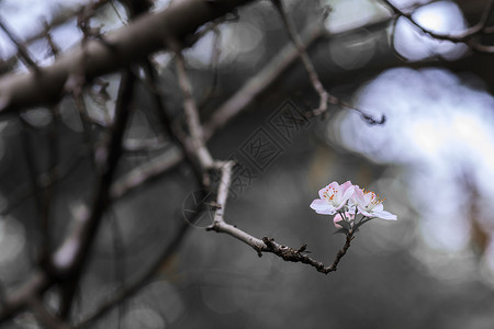 盛开的花图片