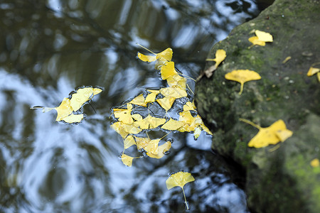 初冬的落叶满地金树叶高清图片
