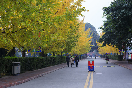 秋冬街景秋冬的黄色银杏非常美丽背景
