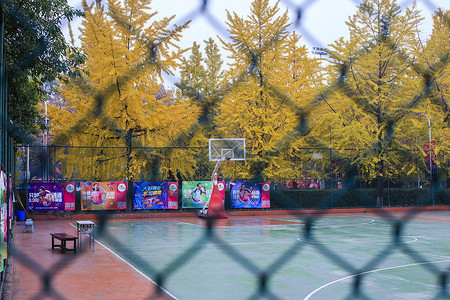 黄色篮球框秋冬的黄色银杏非常美丽背景