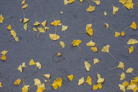 秋冬的黄色银杏 背景图片