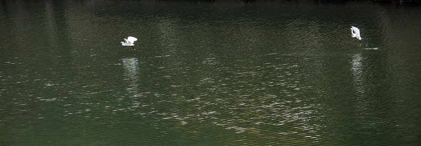白色飞鸟湖面上的飞鸟背景