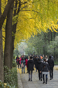 成都街头背景图片