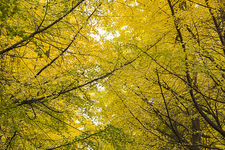 秋冬的黄色银杏非常美丽 背景图片