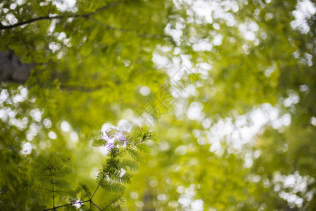 树叶长青植物高清图片