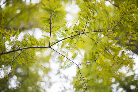 树叶长青植物高清图片