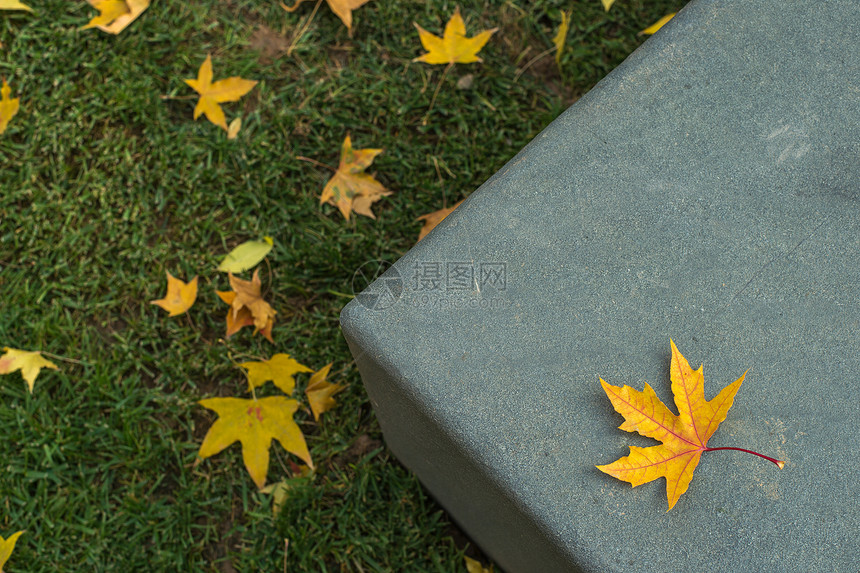 秋日的落叶图片