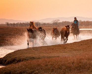 内蒙古坝上草原奔跑的马图片