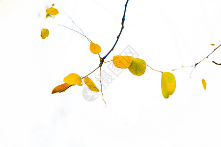 枯萎树枝一支黄叶背景