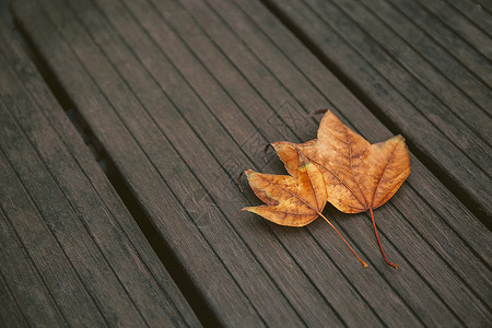 秋日黄叶凋零的落叶高清图片
