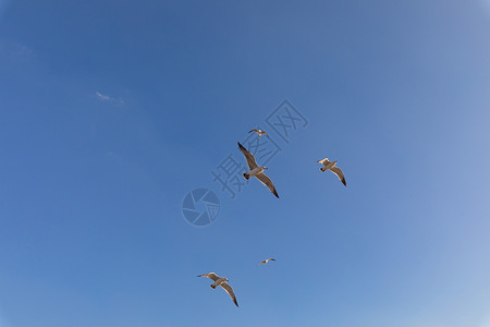 飞翔的海鸥海鸥捕食高清图片