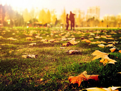 秋天人们草坪上的落叶背景