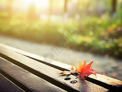 秋天长椅落在长椅上的红叶背景