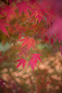 漂亮红色树叶秋天的枫叶背景