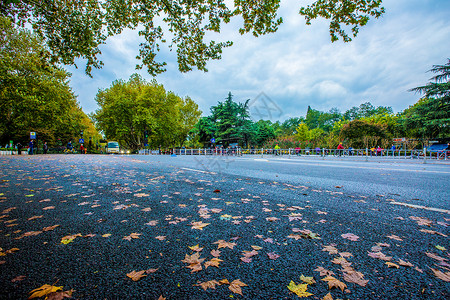落叶的柏油路面高清图片