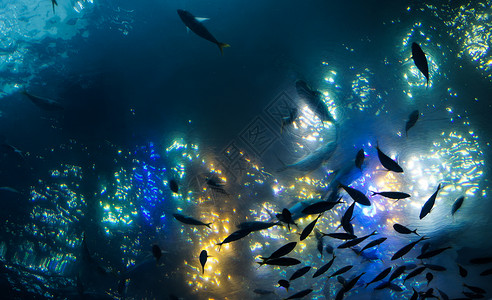 保护水世界冲绳水族馆背景