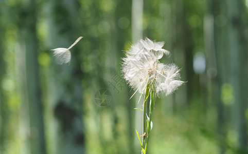 玻璃风花朵背景大蒲公英背景