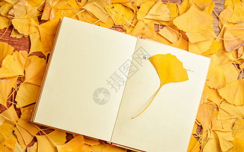 黄色的树叶银杏叶与日记本背景