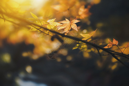 金色叶子底纹秋叶背景
