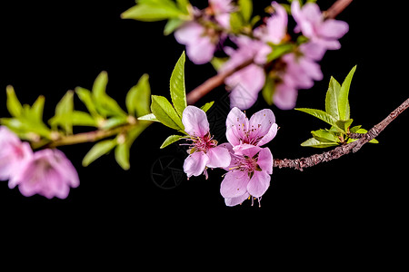 春天里的桃花高清图片