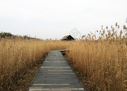 芦苇荡芦苇荡小屋高清图片