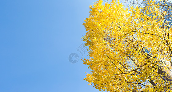 银杏树一棵秋天树高清图片