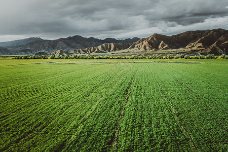 青藏高原的农田图片