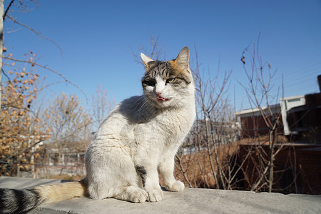 冬日里晒太阳的猫背景图片