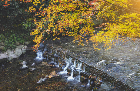 奢华金色叶子枫叶小溪瀑布背景