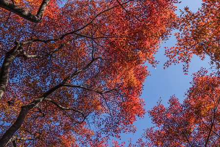 红叶与天空背景图片