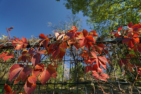 深秋的不知名的红叶背景图片