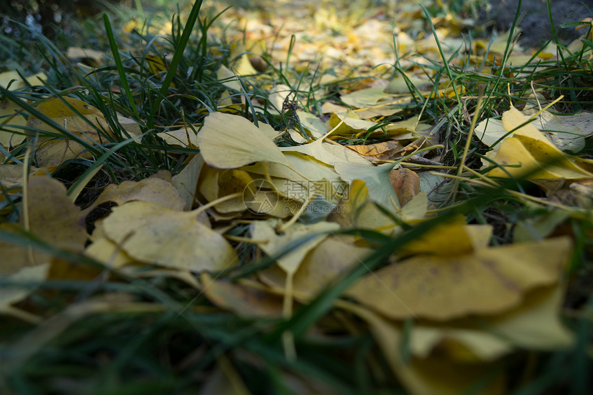 秋冬的落叶图片