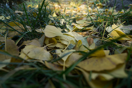 秋冬的落叶背景图片